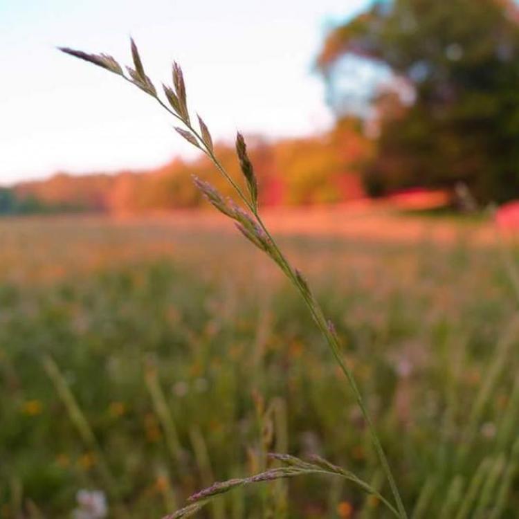  ANR Field with grain